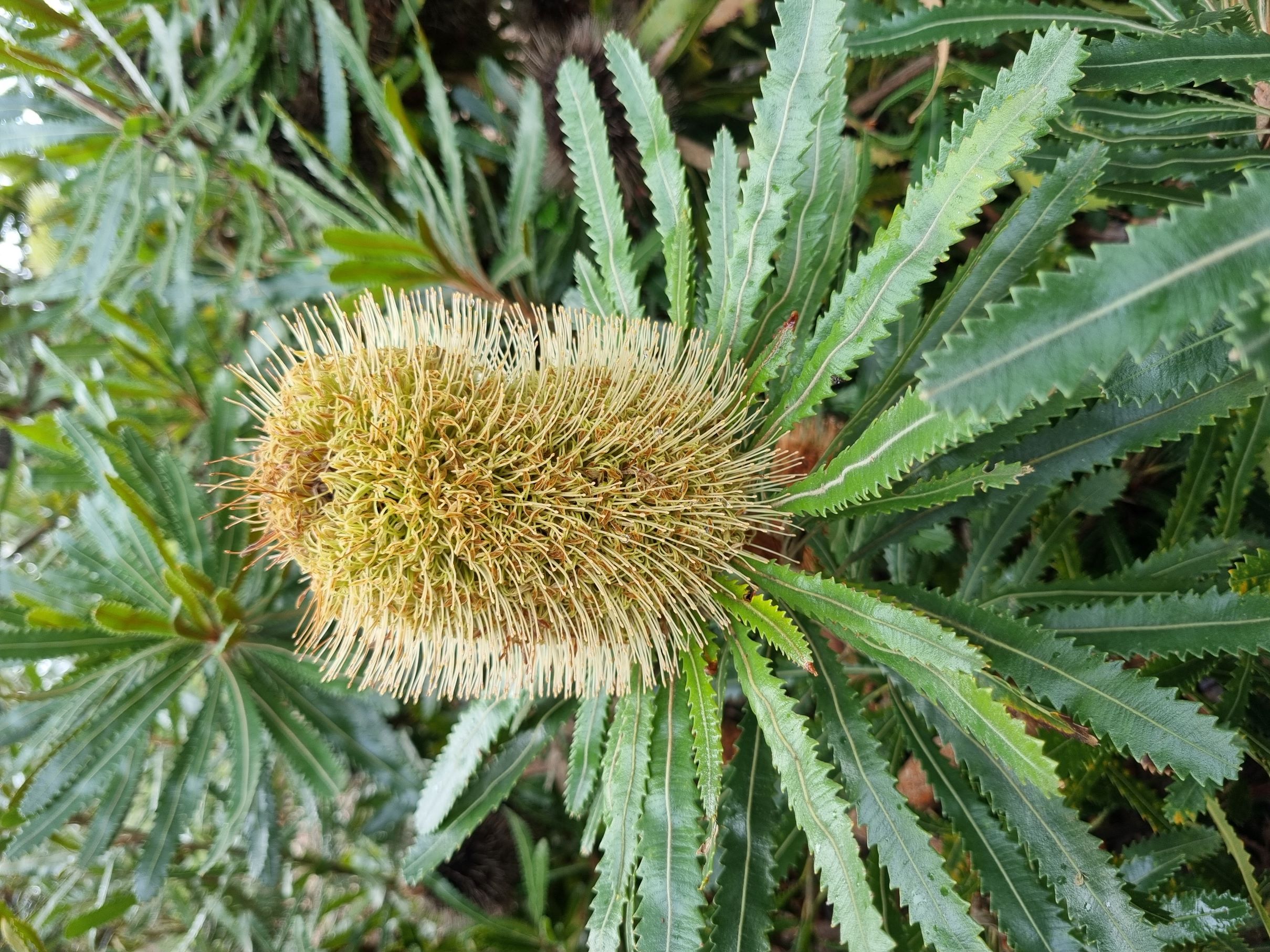 aemula